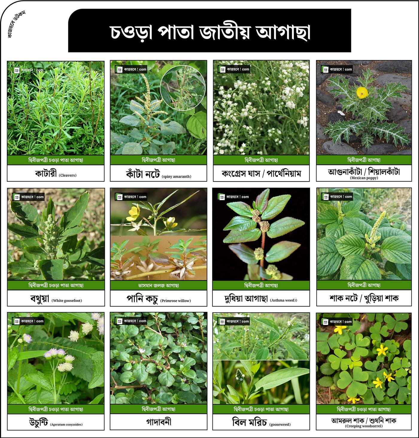 চওড়া-পাতা-জাতীয়-আগাছা