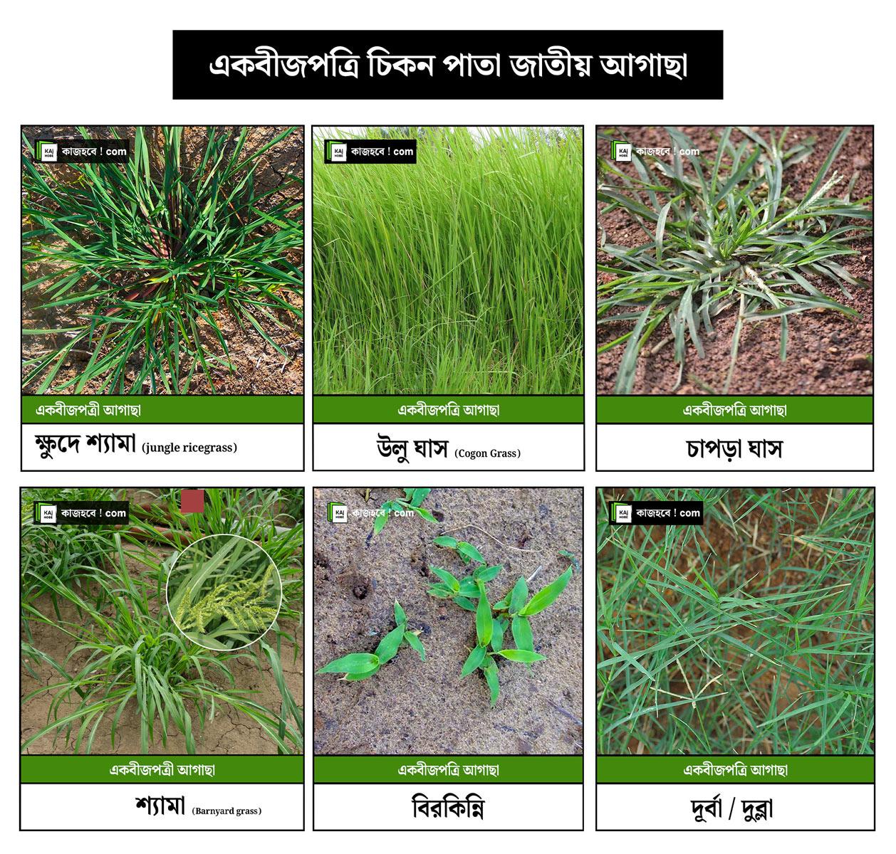 একবীজপত্রি-চিকন-পাতা-আগাছা-01-01