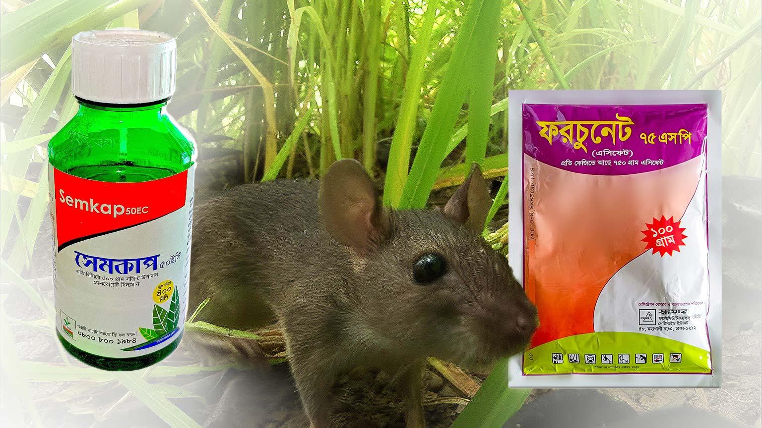 ইঁদুর-দমনে-সেমকাপ-ও-ফরচুনেট