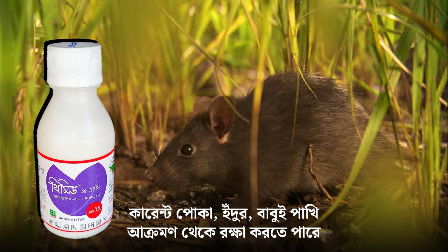 ইঁদুর-নিয়ন্ত্রনে-ব্যবহার-করা-যাই