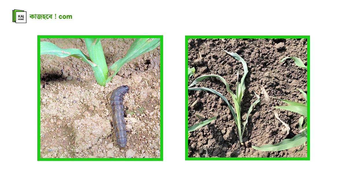 কাটুই-পোকা-ভুট্টার-চারা-কেটেছে-1