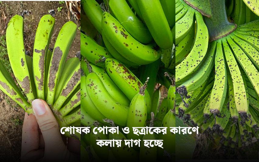 কলায়-ছত্রাকের-কারণে-দাগ--01