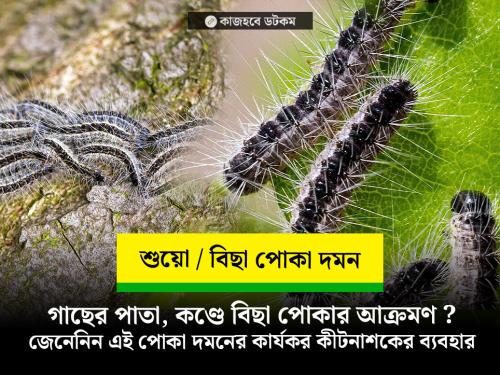 ক্ষতিকর বিছা পোকা / শুয়ো পোকা দমনের কার্যকর সমাধান ও কীটনাশকের ব্যবহার