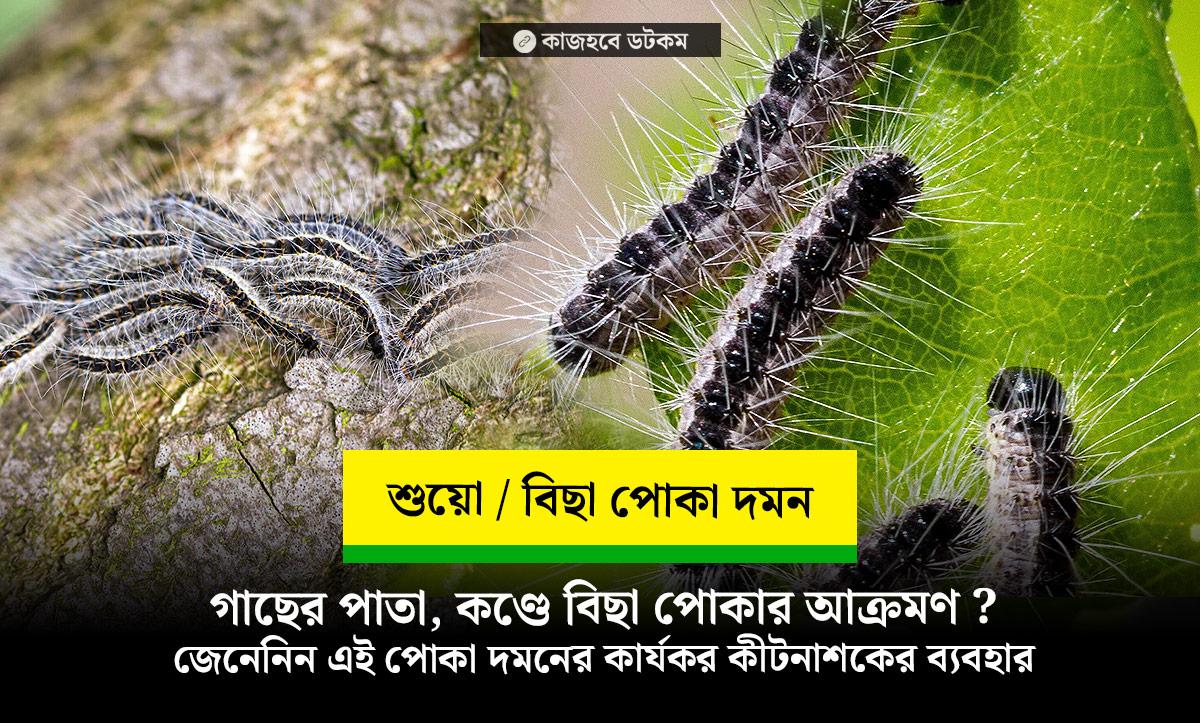 ক্ষতিকর বিছা পোকা / শুয়ো পোকা দমনের কার্যকর সমাধান ও কীটনাশকের ব্যবহার