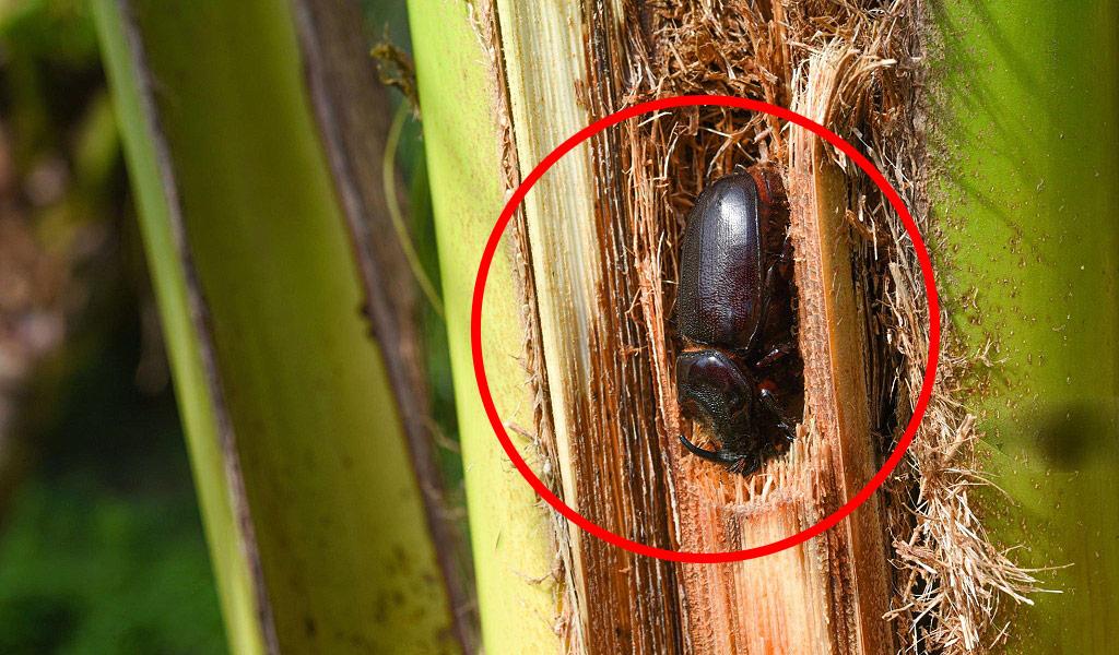 নারিকে-গাছের-গণ্ডার-পোকা-05