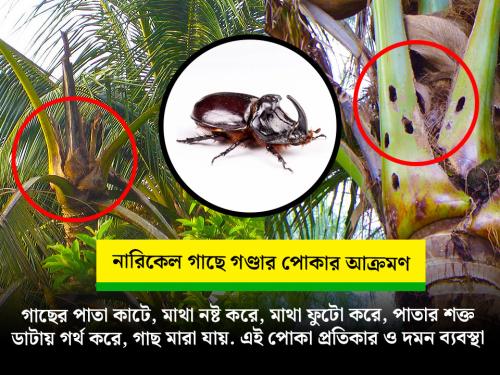 নারিকেল গাছের ভয়ঙ্কর শত্রু গন্ডার / গোবরে পোকা, এই পোকার সমগ্র পরিচয়, ক্ষয়ক্ষতি ও সমাধান