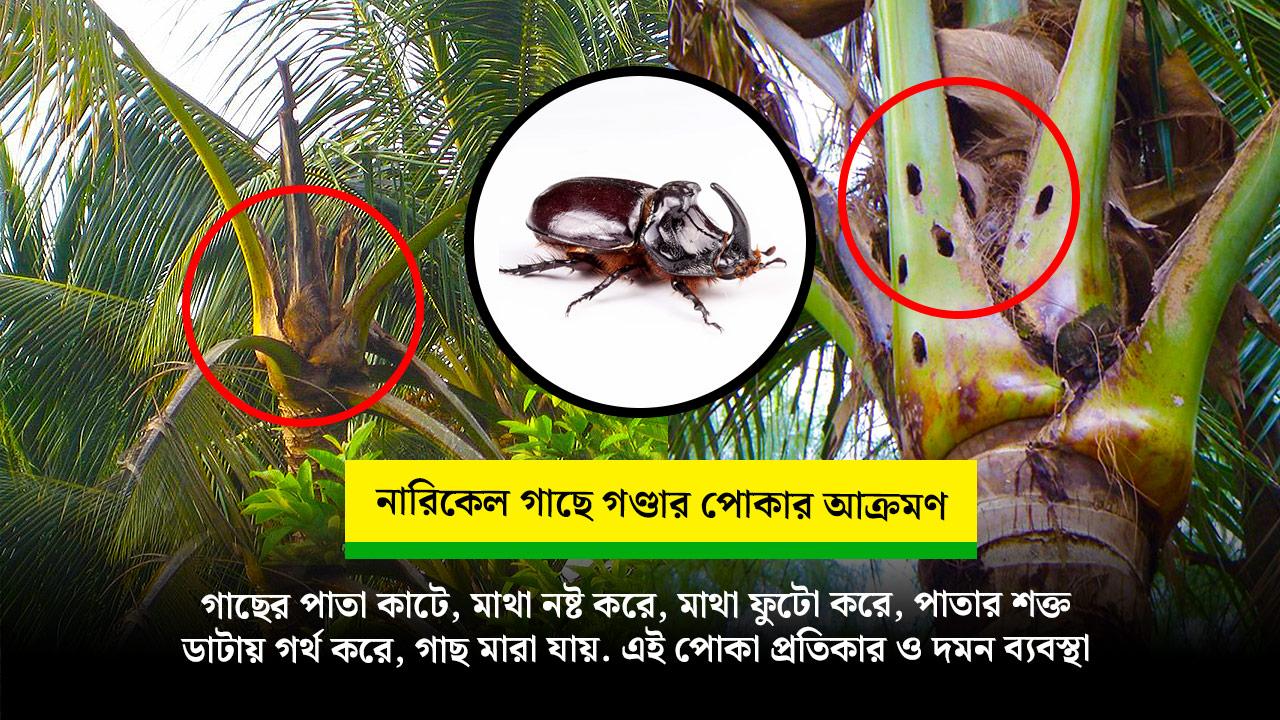 নারিকেল গাছের ভয়ঙ্কর শত্রু গন্ডার / গোবরে পোকা, এই পোকার সমগ্র পরিচয়, ক্ষয়ক্ষতি ও সমাধান