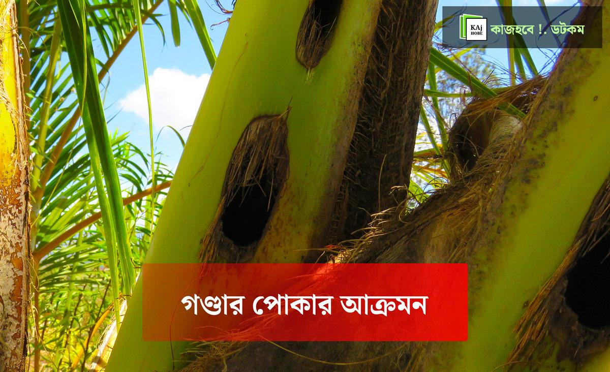 নারিকেল-গাছে-বিটল-পোকার-আক্রমণ-01