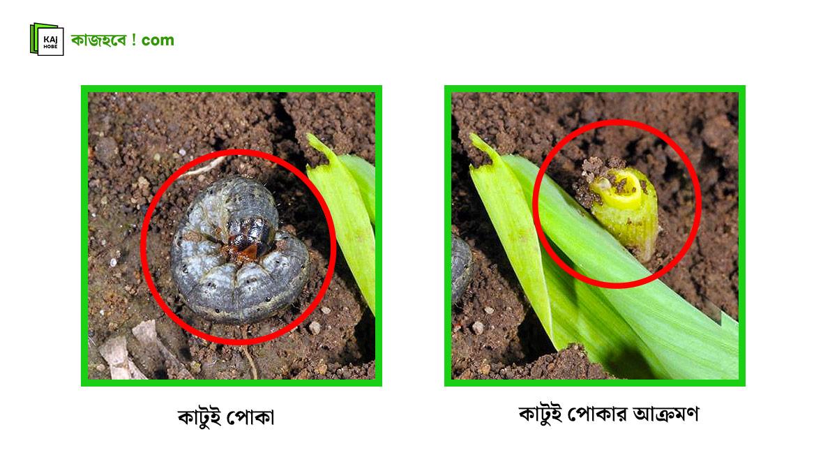ভুট্টার-কাটুই-পোকা-ও-চারা-01